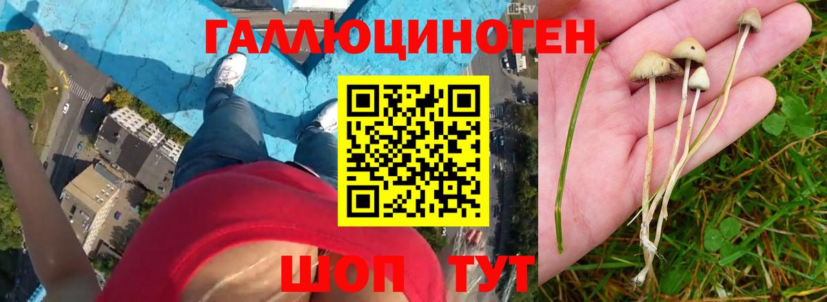 Галлюциногенные грибы Psilocybine cubensis Городец